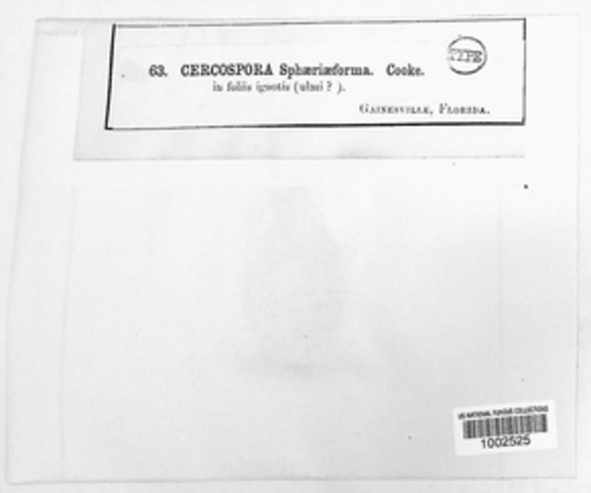 Pseudocercospora sphaeriiformis image